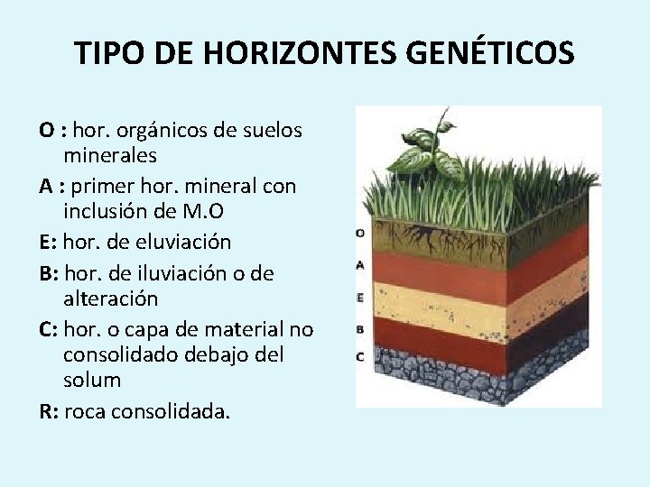 TIPO DE HORIZONTES GENÉTICOS O : hor. orgánicos de suelos minerales A : primer