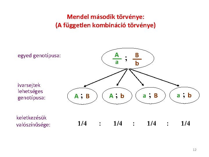 Mendel második törvénye: (A független kombináció törvénye) A ; a egyed genotípusa: ivarsejtek lehetséges