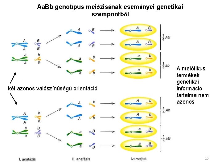 Aa. Bb genotípus meiózisának eseményei genetikai szempontból két azonos valószínúségű orientáció A meiótikus termékek