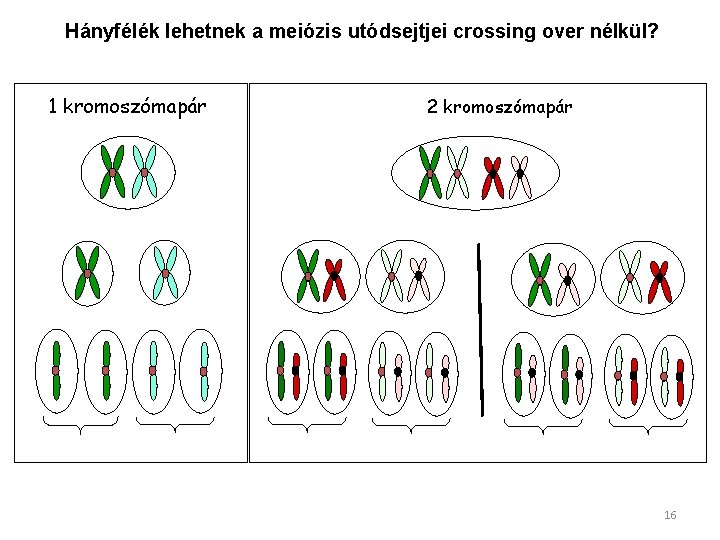 Hányfélék lehetnek a meiózis utódsejtjei crossing over nélkül? 1 kromoszómapár 2 kromoszómapár 16 