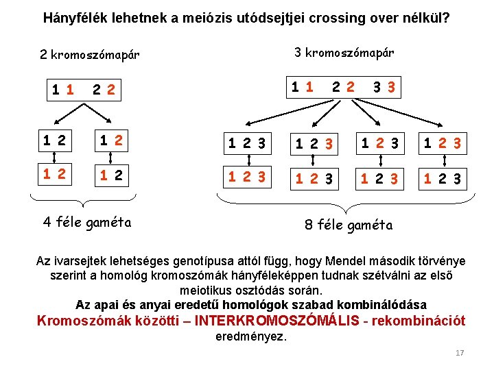 Hányfélék lehetnek a meiózis utódsejtjei crossing over nélkül? 3 kromoszómapár 2 kromoszómapár 1 1