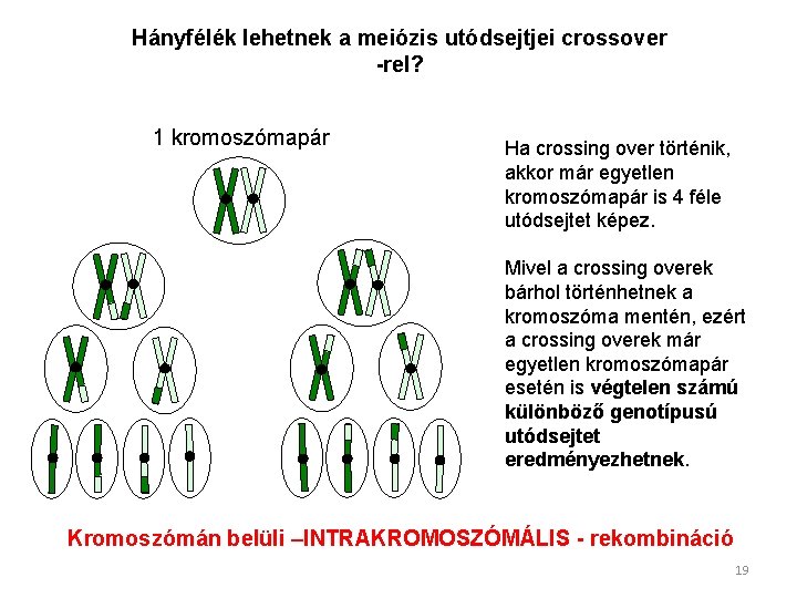 Hányfélék lehetnek a meiózis utódsejtjei crossover -rel? 1 kromoszómapár Ha crossing over történik, akkor