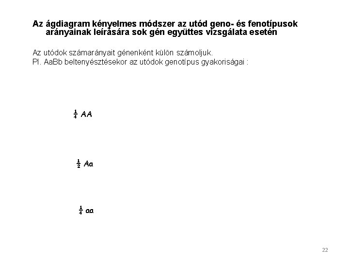 Az ágdiagram kényelmes módszer az utód geno- és fenotípusok arányainak leírására sok gén együttes