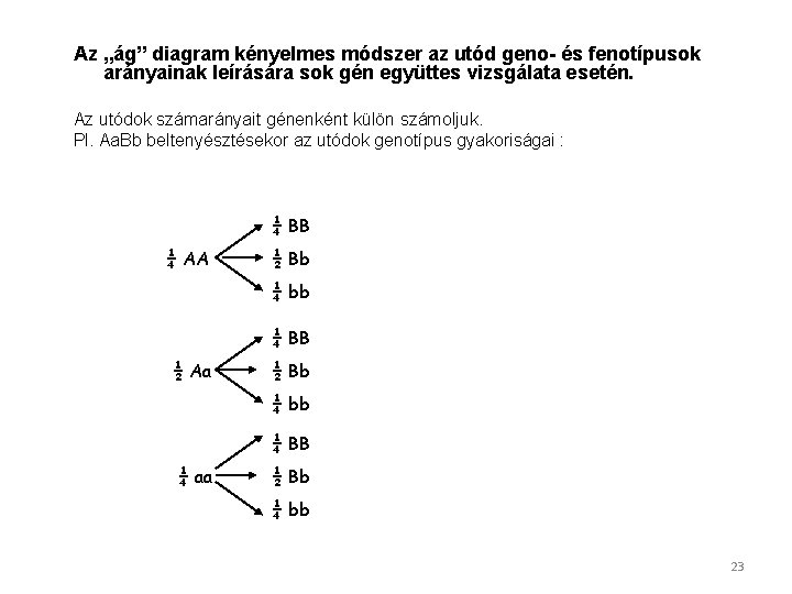 Az „ág” diagram kényelmes módszer az utód geno- és fenotípusok arányainak leírására sok gén