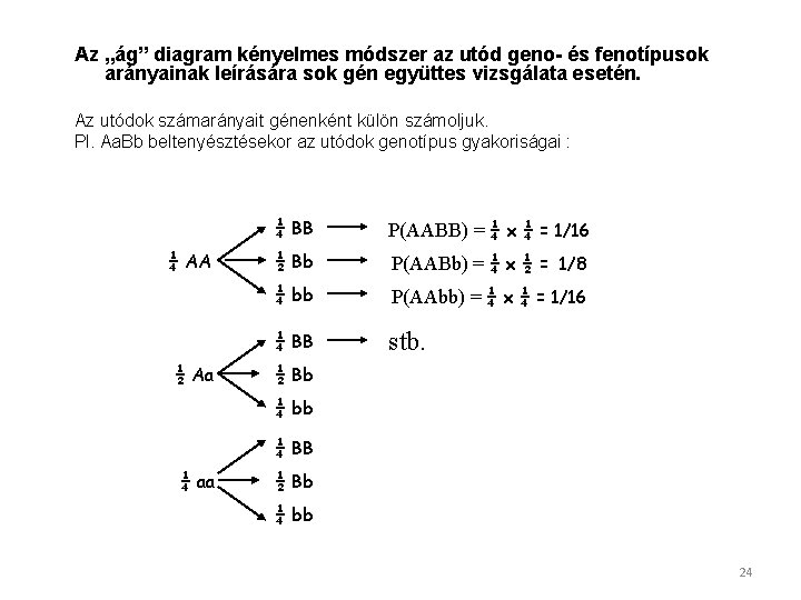 Az „ág” diagram kényelmes módszer az utód geno- és fenotípusok arányainak leírására sok gén