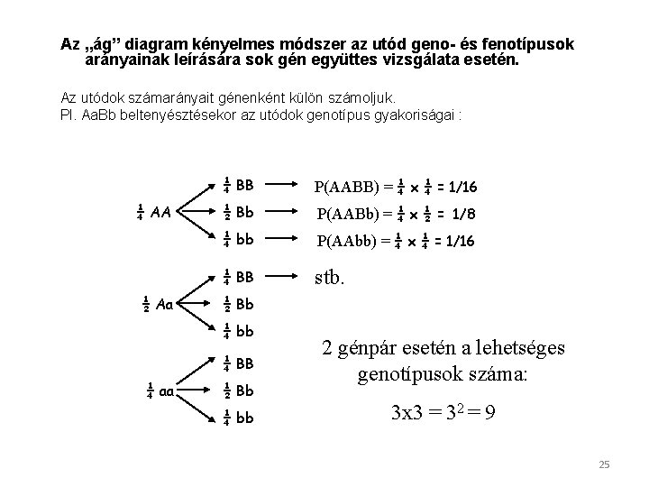 Az „ág” diagram kényelmes módszer az utód geno- és fenotípusok arányainak leírására sok gén