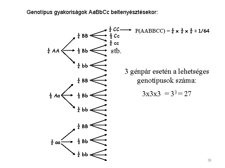 Genotípus gyakoriságok Aa. Bb. Cc beltenyésztésekor: ¼ BB ¼ AA ½ Bb ¼ bb