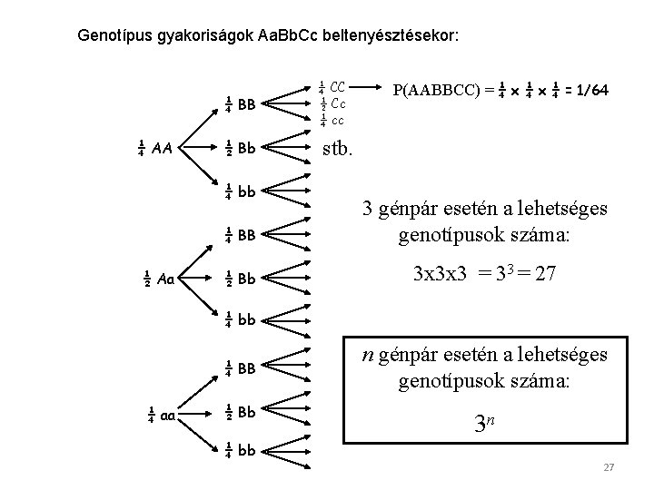 Genotípus gyakoriságok Aa. Bb. Cc beltenyésztésekor: ¼ BB ¼ AA ½ Bb ¼ bb