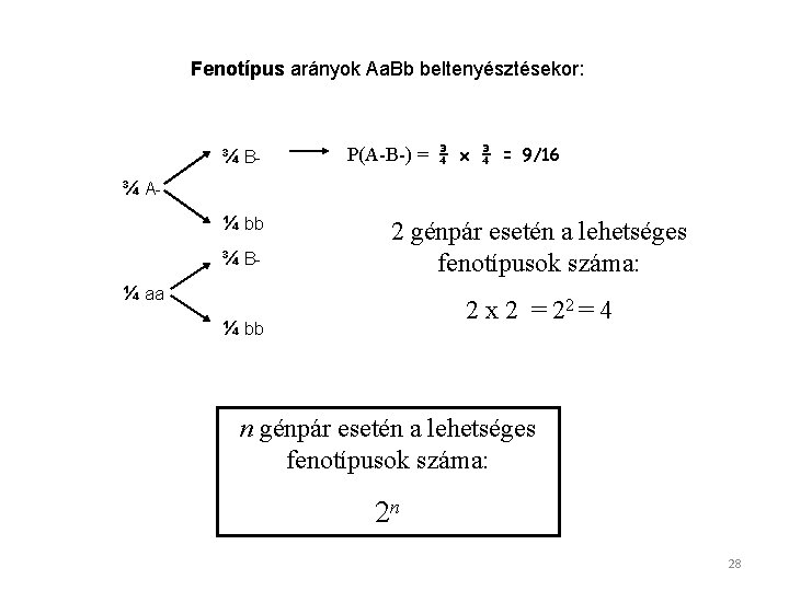 Fenotípus arányok Aa. Bb beltenyésztésekor: ¾ B- P(A-B-) = ¾ x ¾ = 9/16