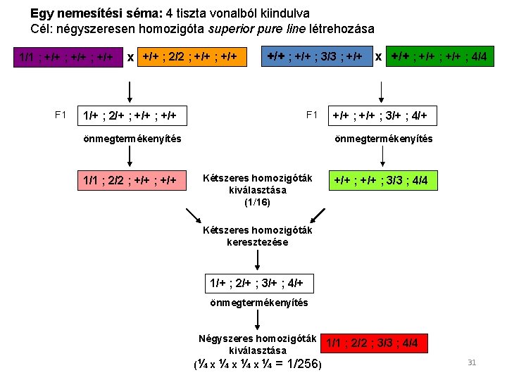 Egy nemesítési séma: 4 tiszta vonalból kiindulva Cél: négyszeresen homozigóta superior pure line létrehozása