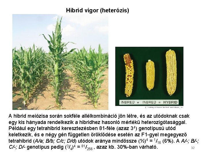 Hibrid vigor (heterózis) A hibrid meiózisa során sokféle allélkombináció jön létre, és az utódoknak