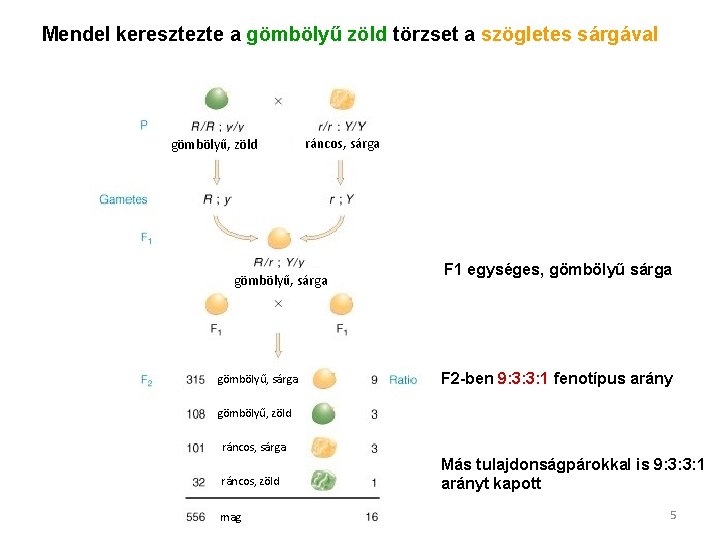 Mendel keresztezte a gömbölyű zöld törzset a szögletes sárgával gömbölyű, zöld ráncos, sárga gömbölyű,