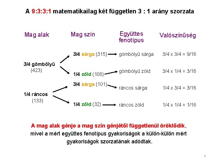 A 9: 3: 3: 1 matematikailag két független 3 : 1 arány szorzata Mag