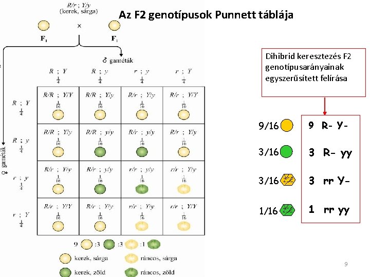 Az F 2 genotípusok Punnett táblája Dihibrid keresztezés F 2 genotípusarányainak egyszerűsített felírása 9/16