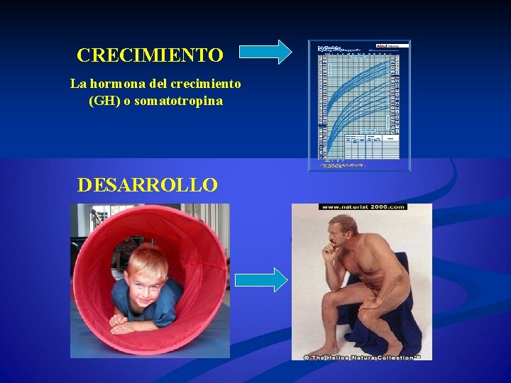 CRECIMIENTO La hormona del crecimiento (GH) o somatotropina DESARROLLO 