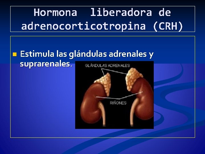 Hormona liberadora de adrenocorticotropina (CRH) n Estimula las glándulas adrenales y suprarenales. 