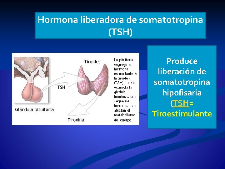 Hormona liberadora de somatotropina (TSH) Produce liberación de somatotropina hipofisaria (TSH= Tiroestimulante 