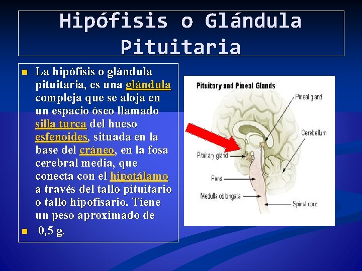 Hipófisis o Glándula Pituitaria n n La hipófisis o glándula pituitaria, es una glándula