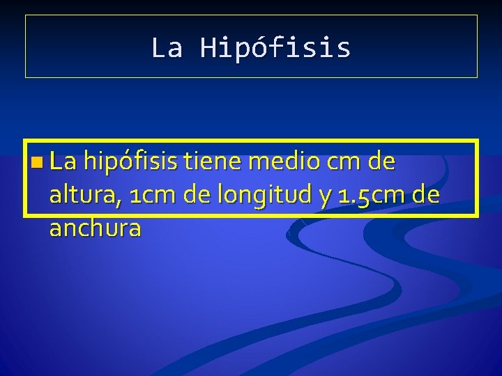 La Hipófisis n La hipófisis tiene medio cm de altura, 1 cm de longitud