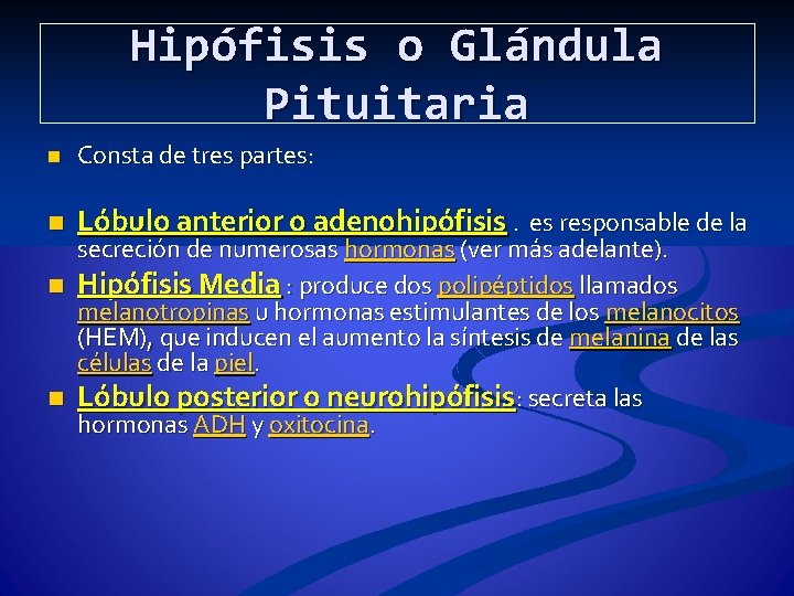 Hipófisis o Glándula Pituitaria n Consta de tres partes: n Lóbulo anterior o adenohipófisis.