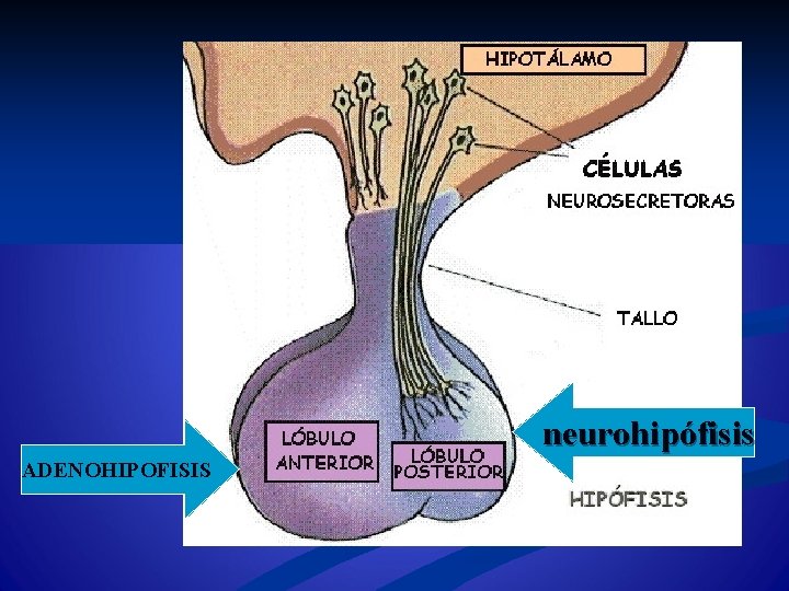 neurohipófisis ADENOHIPOFISIS 