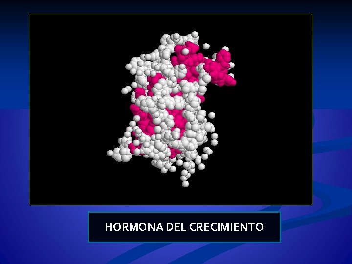 HORMONA DEL CRECIMIENTO 