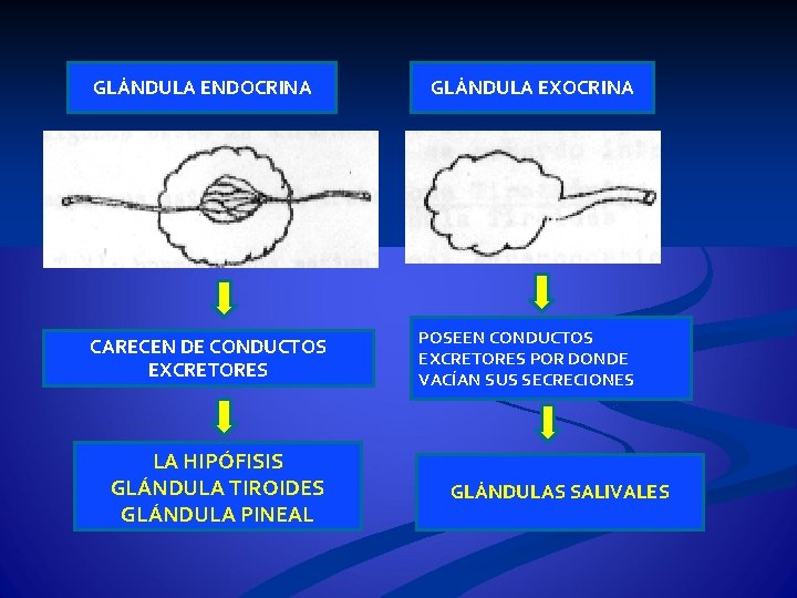 GLÁNDULA ENDOCRINA CARECEN DE CONDUCTOS EXCRETORES LA HIPÓFISIS GLÁNDULA TIROIDES GLÁNDULA PINEAL GLÁNDULA EXOCRINA