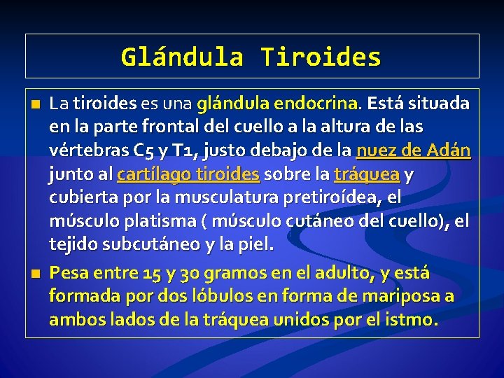 Glándula Tiroides n n La tiroides es una glándula endocrina. Está situada en la