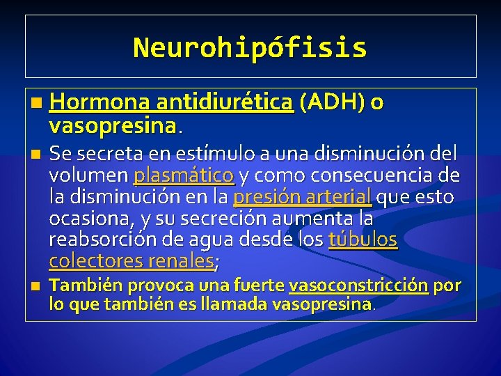 Neurohipófisis n Hormona antidiurética (ADH) o vasopresina. n n Se secreta en estímulo a