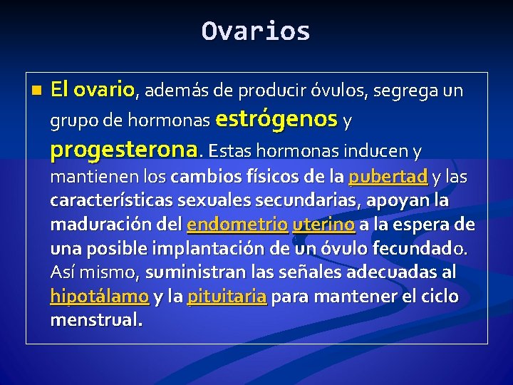 Ovarios n El ovario, además de producir óvulos, segrega un grupo de hormonas estrógenos