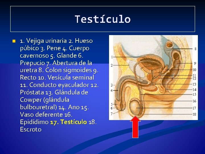 Testículo n 1. Vejiga urinaria 2. Hueso púbico 3. Pene 4. Cuerpo cavernoso 5.