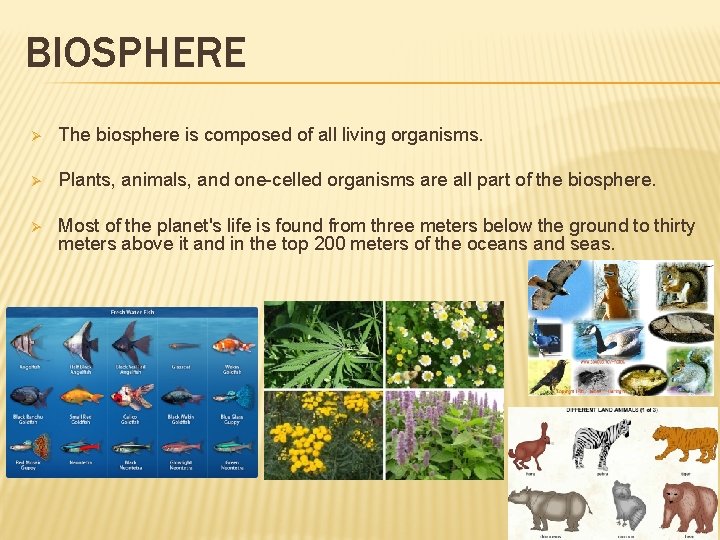 BIOSPHERE Ø The biosphere is composed of all living organisms. Ø Plants, animals, and