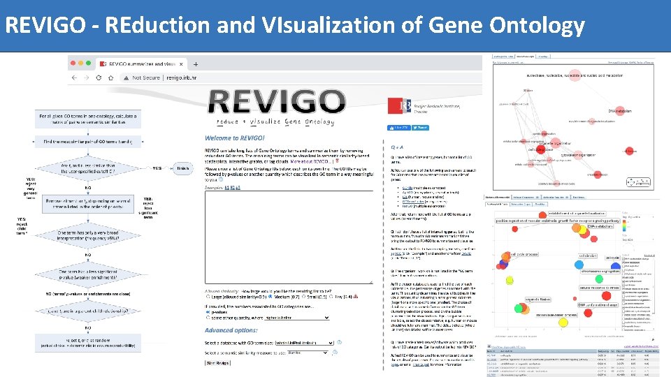 REVIGO - REduction and VIsualization of Gene Ontology National Capacity Building NI 4 OS