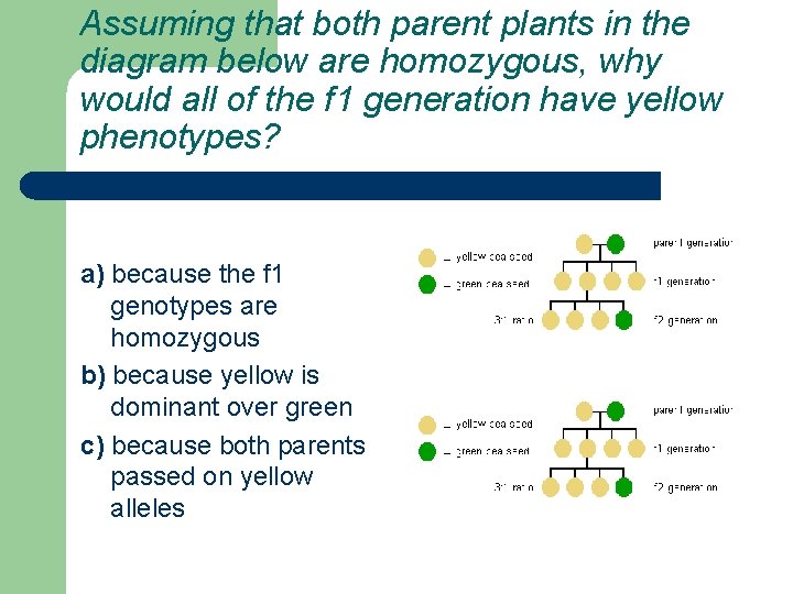 Assuming that both parent plants in the diagram below are homozygous, why would all