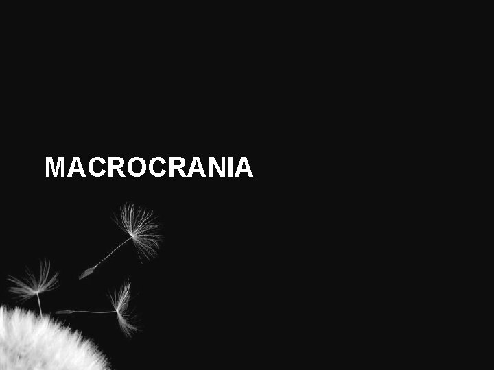 MACROCRANIA 