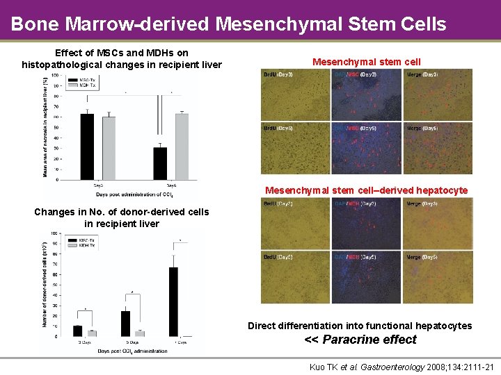 Bone Marrow-derived Mesenchymal Stem Cells Effect of MSCs and MDHs on histopathological changes in
