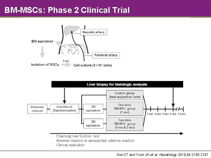 BM-MSCs: Phase 2 Clinical Trial Suk KT and Yoon JH et al. Hepatology 2016;
