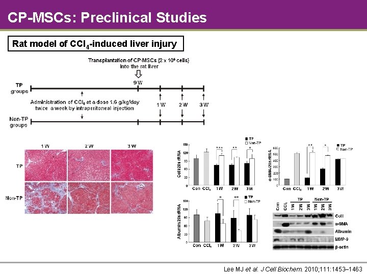 CP-MSCs: Preclinical Studies Rat model of CCl 4 -induced liver injury Lee MJ et