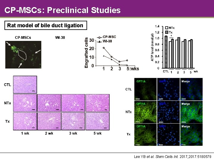 CP-MSCs: Preclinical Studies Rat model of bile duct ligation CP-MSCs WI-38 Lee YB et