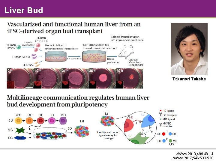 Liver Bud Takanori Takebe Nature 2013; 499: 481 -4 Nature 2017; 546: 533 -538