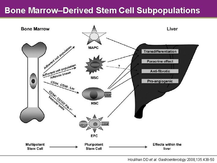 Bone Marrow–Derived Stem Cell Subpopulations Houlihan DD et al. Gastroenterology 2008; 135: 438 -50
