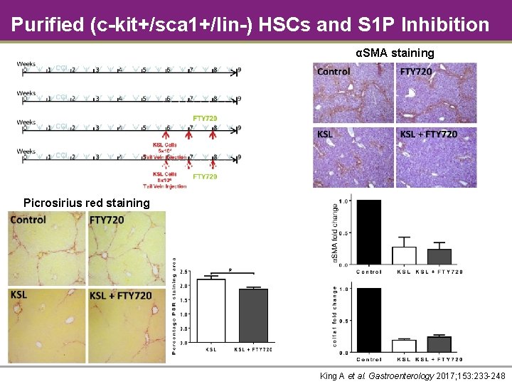 Purified (c-kit+/sca 1+/lin-) HSCs and S 1 P Inhibition αSMA staining Picrosirius red staining