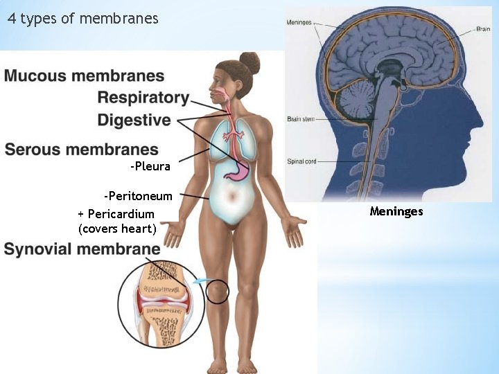 4 types of membranes -Pleura -Peritoneum + Pericardium (covers heart) Meninges 