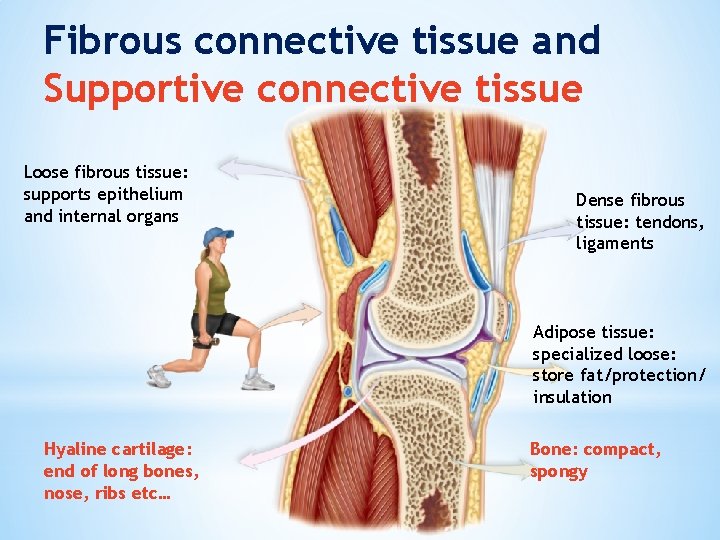 Fibrous connective tissue and Supportive connective tissue Loose fibrous tissue: supports epithelium and internal