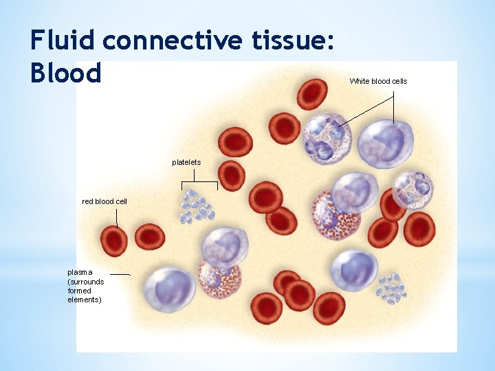 Fluid connective tissue: Blood platelets red blood cell plasma (surrounds formed elements) White blood