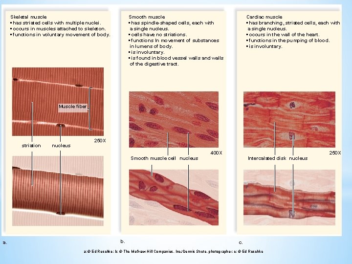 Skeletal muscle • has striated cells with multiple nuclei. • occurs in muscles attached