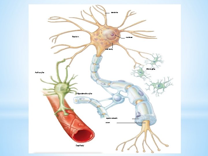 dendrite Neuron nucleus cell body Microglia Astrocyte Oligodendrocyte myelin sheath axon Capillary 