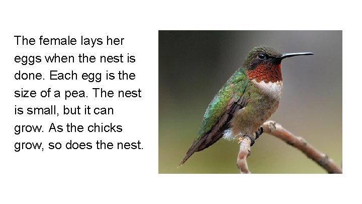 The female lays her eggs when the nest is done. Each egg is the