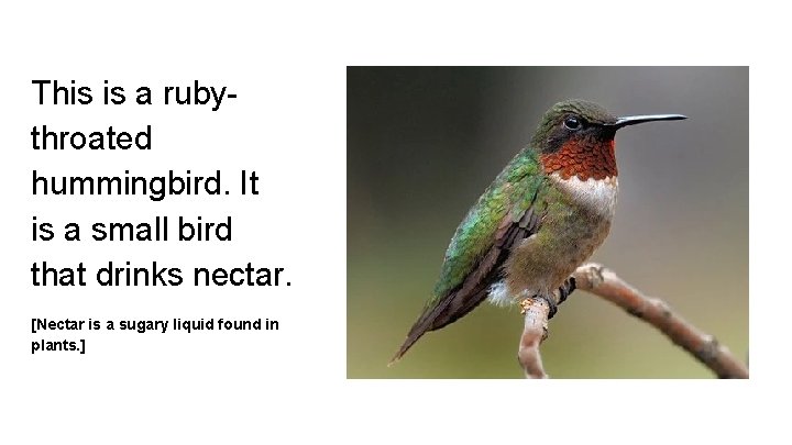 This is a rubythroated hummingbird. It is a small bird that drinks nectar. [Nectar