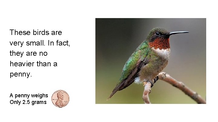 These birds are very small. In fact, they are no heavier than a penny.